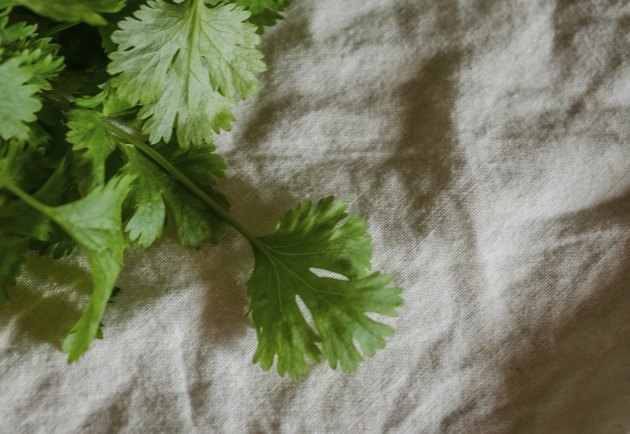 cilantro on cotton background