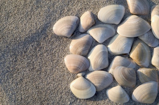 Close-up of a cluster of small clam shells on the beach.