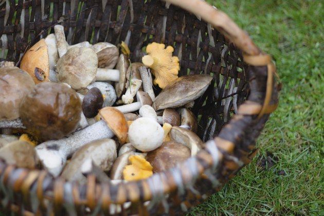 Pannier full of forest mushroms