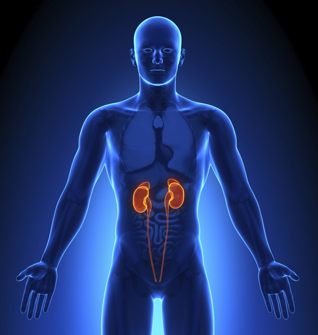 Medical Imaging - Male Organs Kidneys