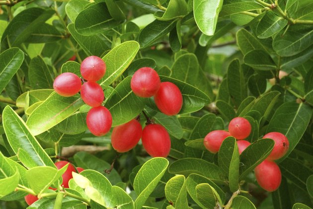 Super fruit, S (Carissa carandas Linn.)