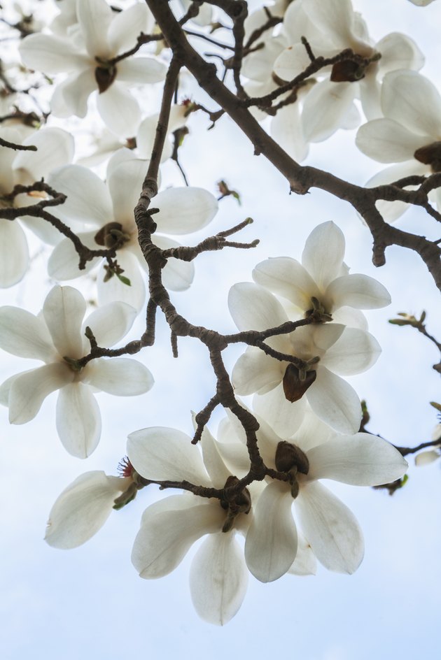 Close-up of white Magnolia tree blossoms.