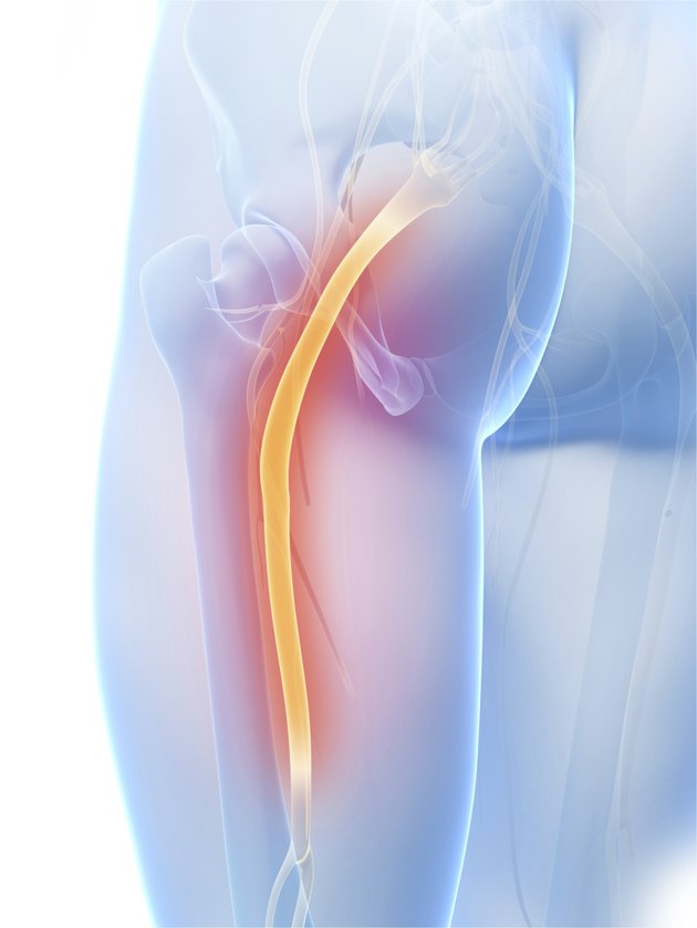sciatic nerve