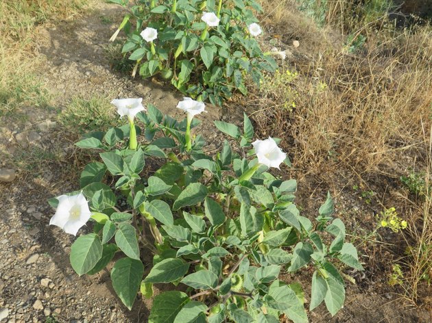 Datura Flower