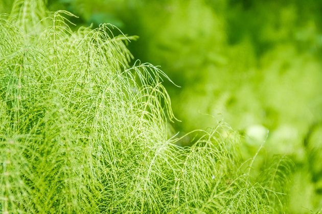 Horsetail