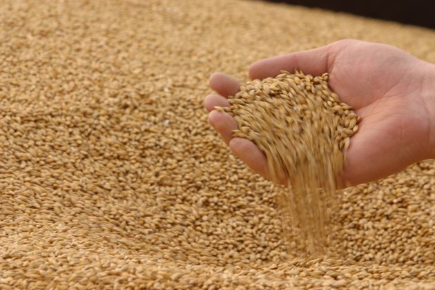 Hand sifting grain
