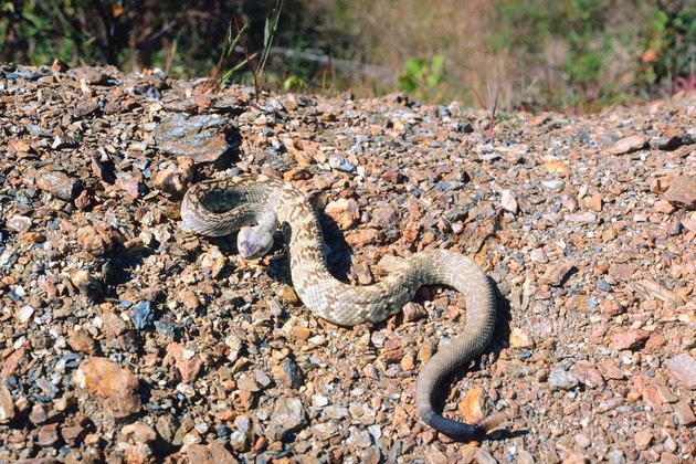 Black-tailed rattlesnake in desert