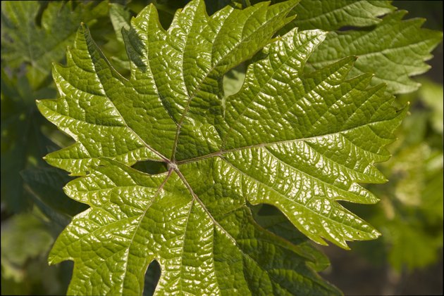 Grape Leaf