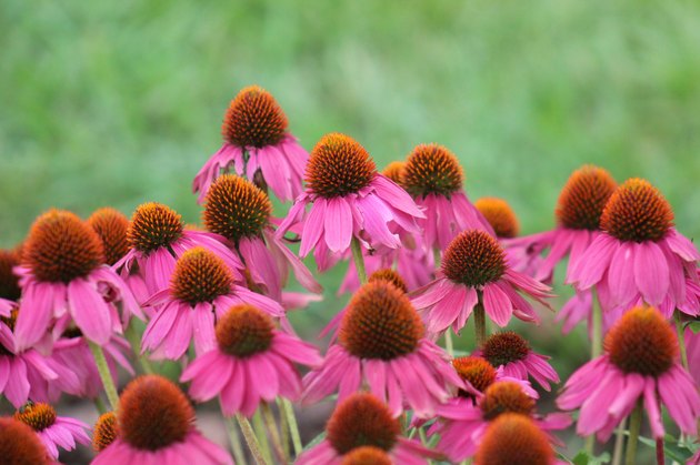 Echinacea - Purple Coneflower