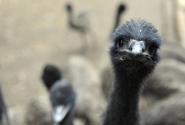 Emu Farm