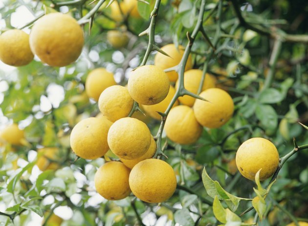 Orange tree