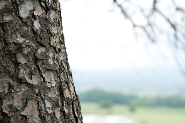 Close-up of bark on pine tree trunk