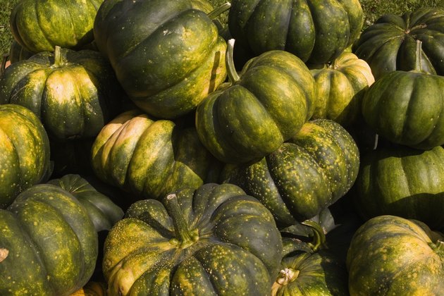 Squash