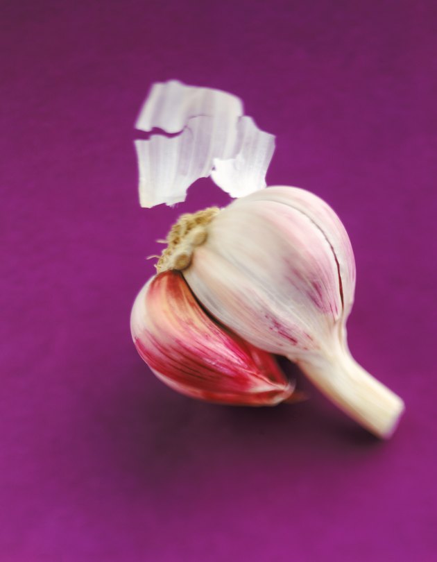 Bulb of garlic clove on purple background, close-up