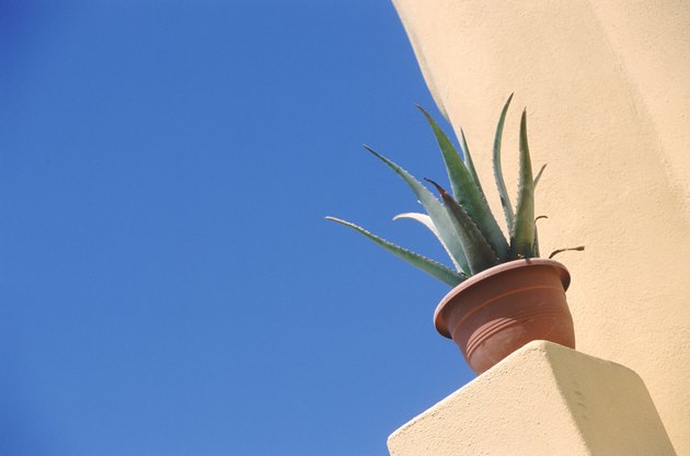 Aloevera plant potted in pot, low angle view