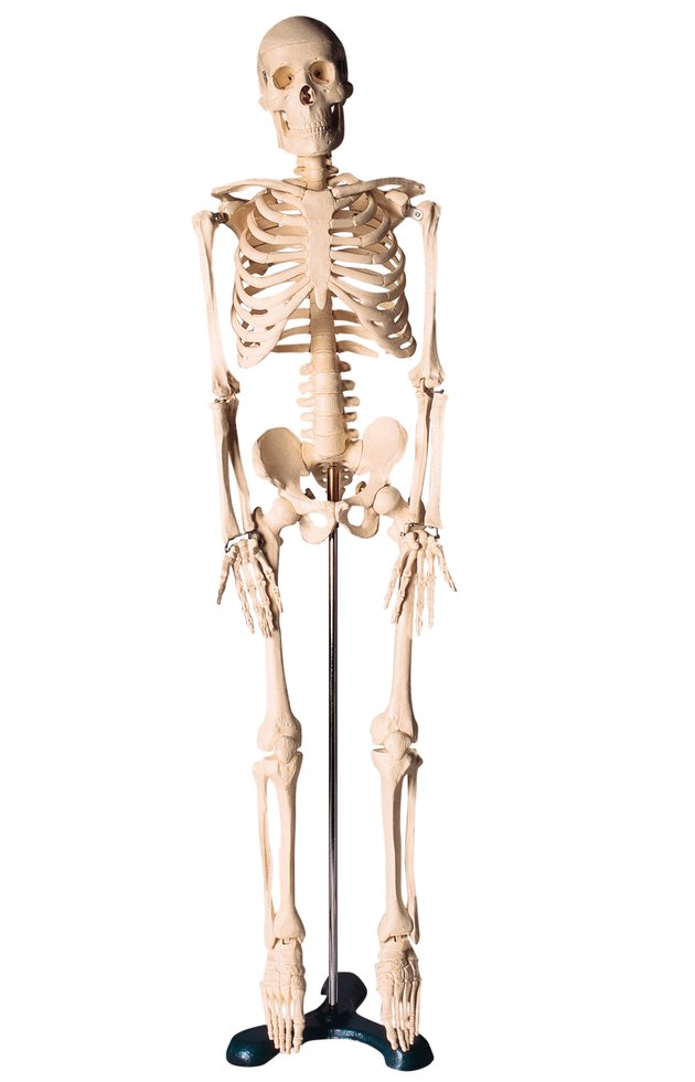 Human skeleton