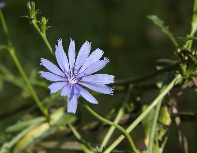 Common Chicory