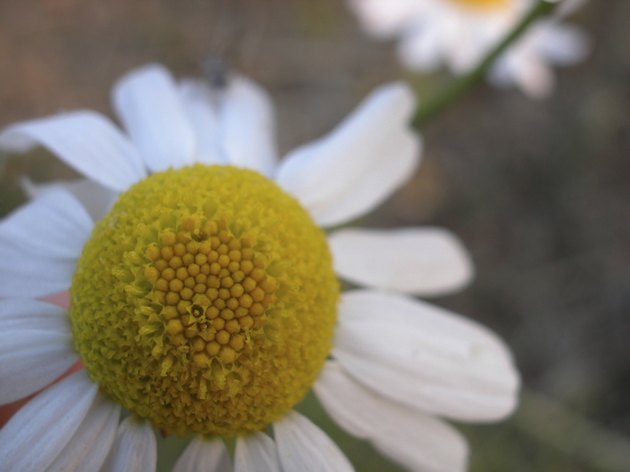 Chamomile flower
