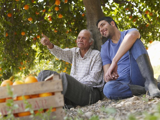 Senior father and son sitting in orange orchard, smiling