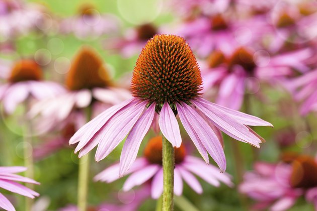 Cone flowers