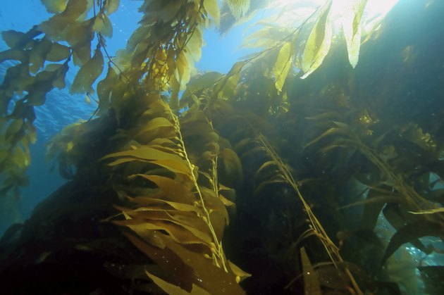 Seaweed kelp forest at California reefs