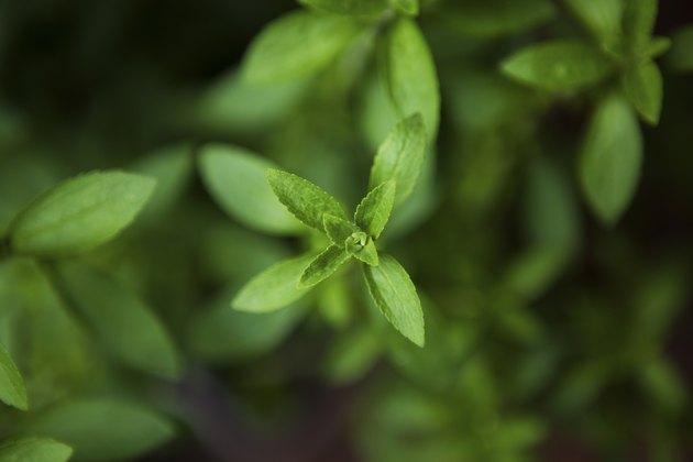 Stevia - the plant sweeter than sugar