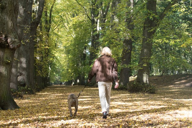 Mature men walking his dog in the forest