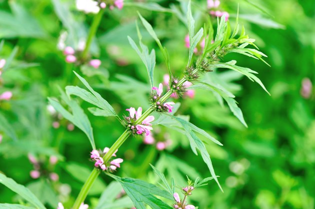 motherwort plants