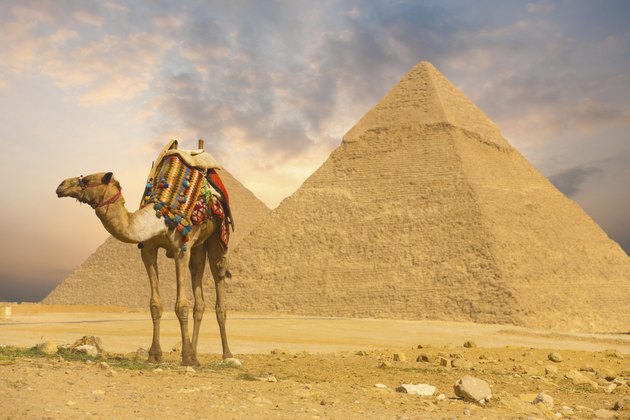 Camel Standing Front Pyramids H