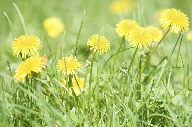 dandelions