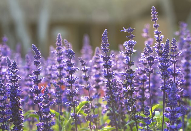 are-sage-flowers-edible-livestrong