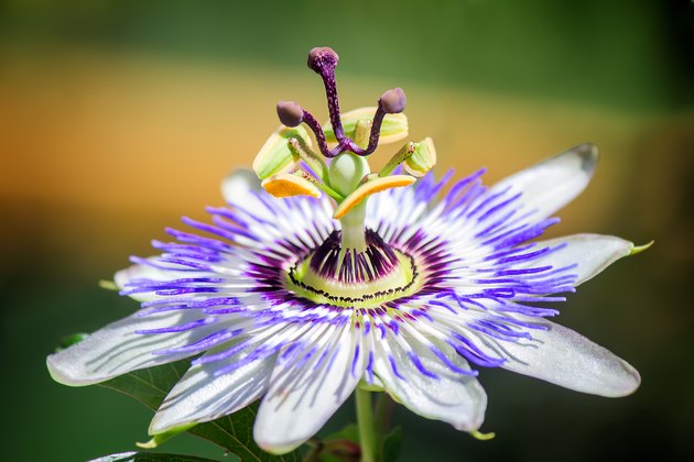 Flower of Passiflora in the garden.