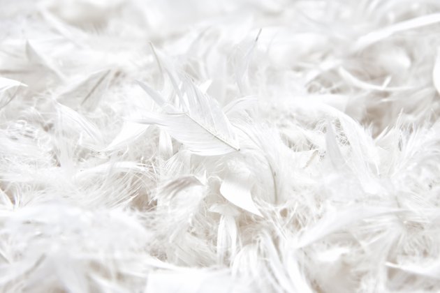 soft, weightless, gentle bird plumage texture for pillow