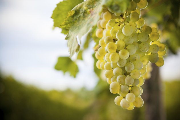 Organic Grapevine
