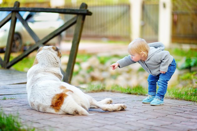 Toddler boy playing with dog