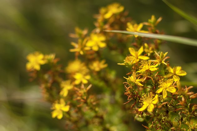 Saint John's wort