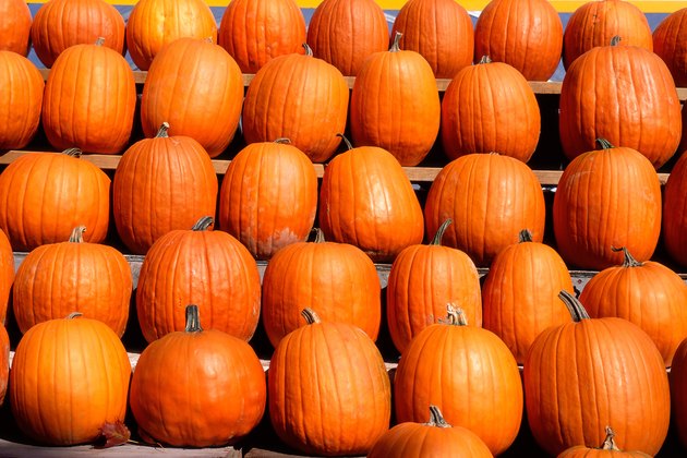 Row of pumkins
