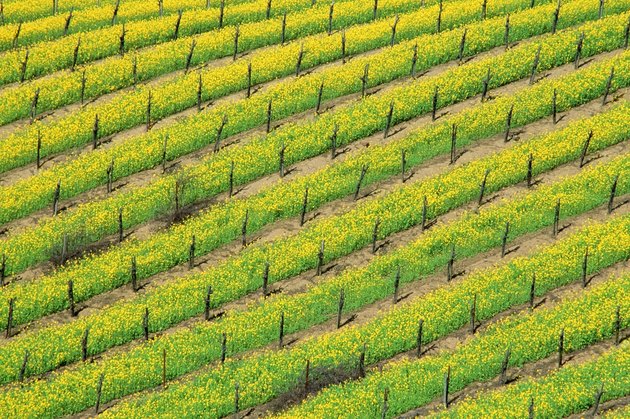 USA, California, Napa Valley, High angle view of mustard plants growing in a vineyard