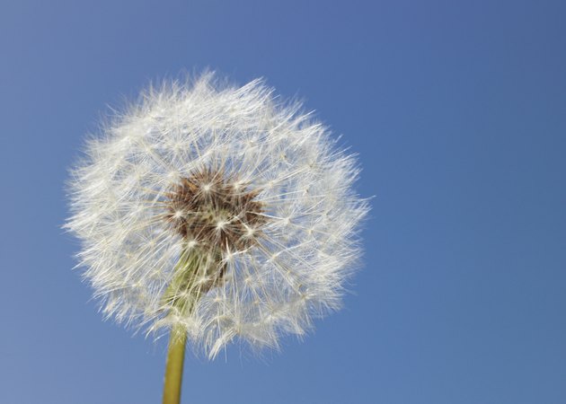 Dandelion head against clear sky, close-up