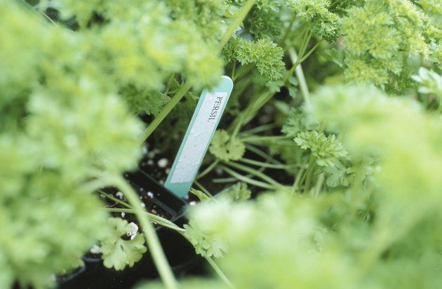 Parsley plants