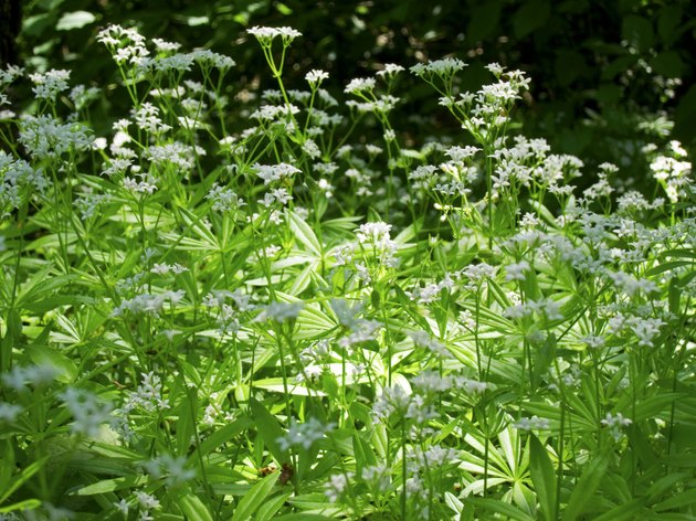 woodruff