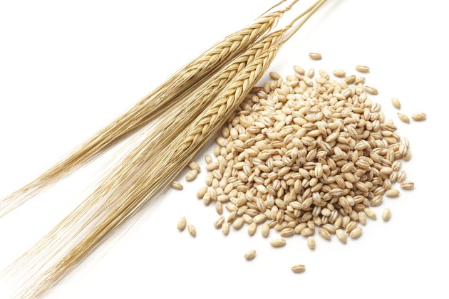 barley with grains