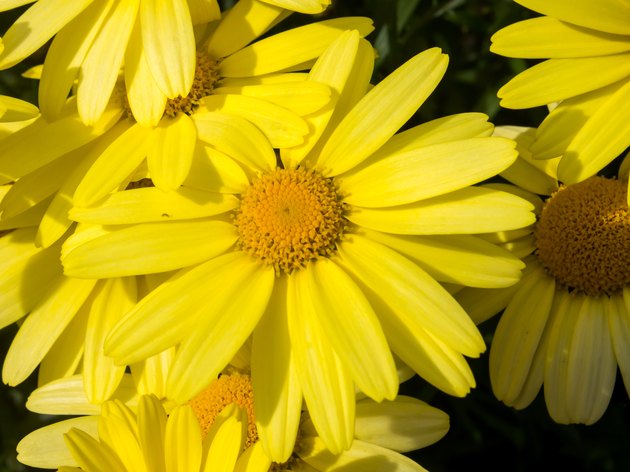 Close up of Arnica Flower