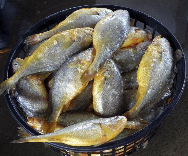Basket with Yellow Croakers
