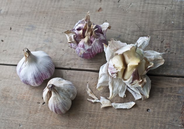 Fresh garlic bulbs