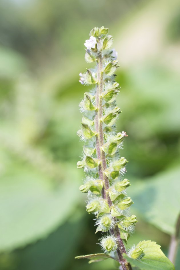 sweet basil