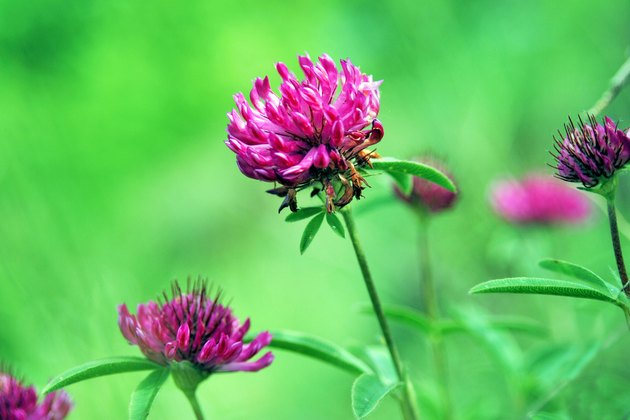 flower clovers