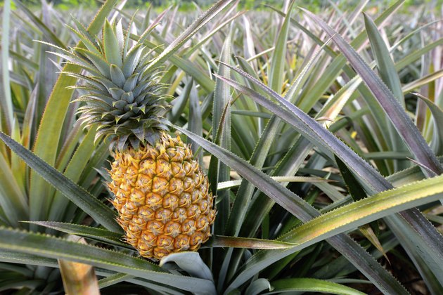 Pineapple farm