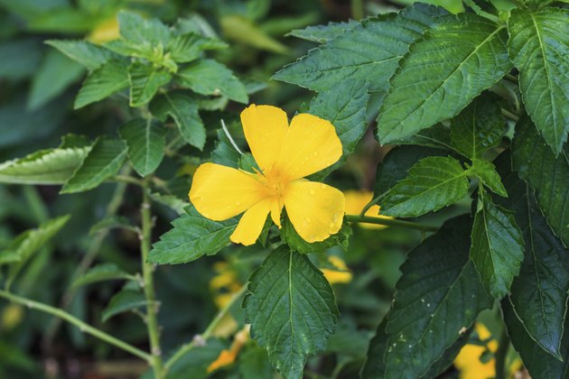 Turnera Subulata G.E. Smith Flower.