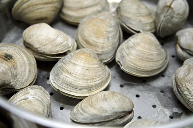 Clams cooked in steamer